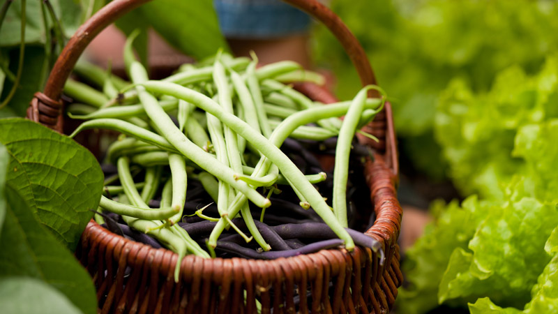 L'ingrediente del mese di maggio: i fagiolini