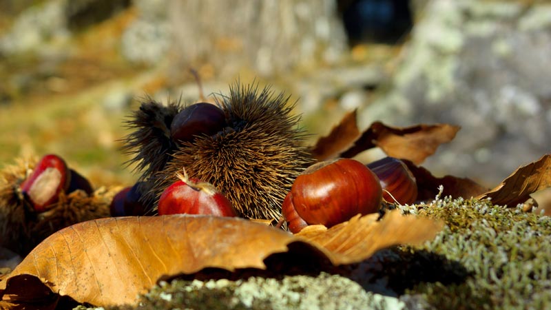 castagne