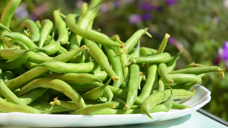 fagiolini freschi