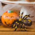 ricette Halloween Bimby